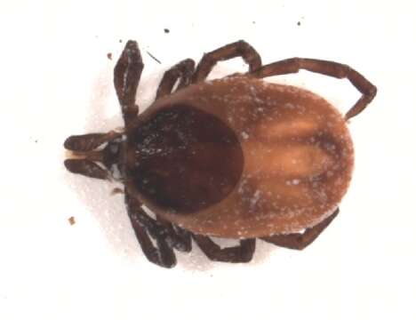 Image of Ixodes ricinus (Linnaeus 1758)