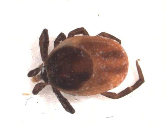 Image of Ixodes ricinus (Linnaeus 1758)