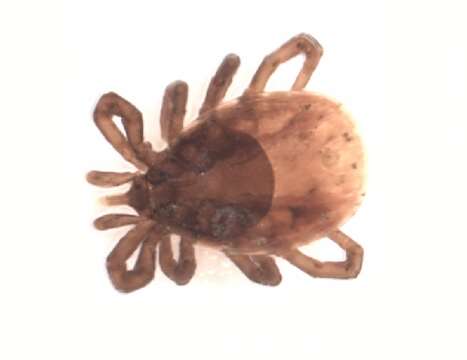 Image of Ixodes ricinus (Linnaeus 1758)