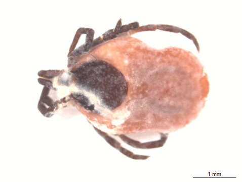 Image of Ixodes ricinus (Linnaeus 1758)