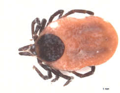 Image of Ixodes ricinus (Linnaeus 1758)