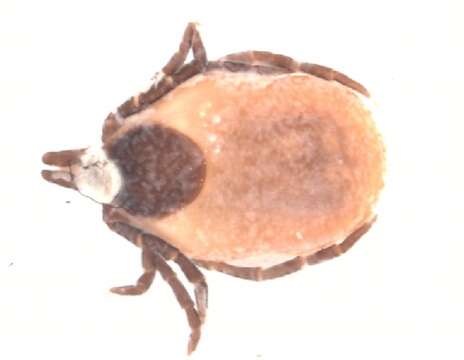 Image of Ixodes ricinus (Linnaeus 1758)