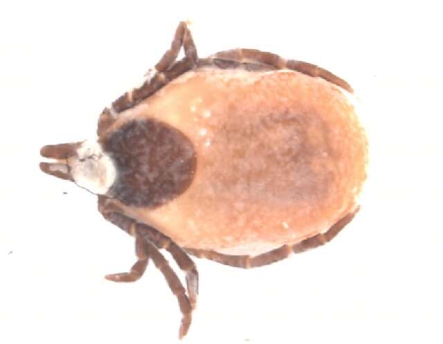 Image of Ixodes ricinus (Linnaeus 1758)