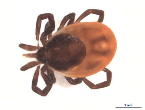 Image of Ixodes ricinus (Linnaeus 1758)