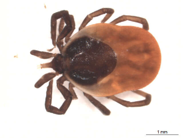 Image of Ixodes ricinus (Linnaeus 1758)