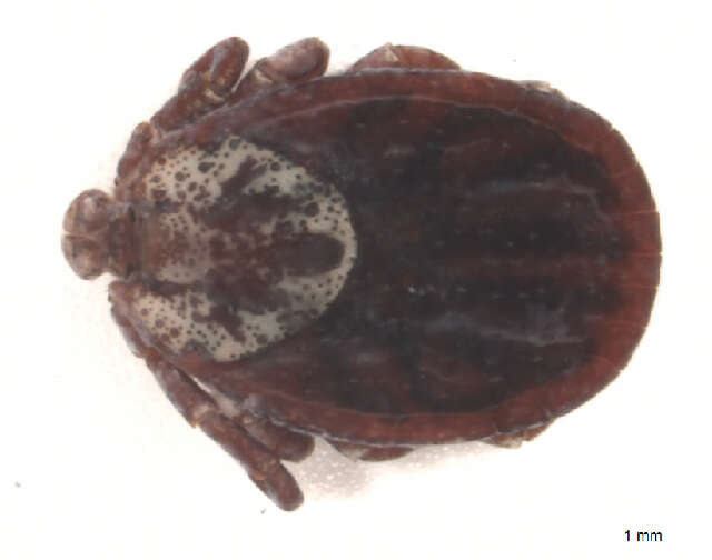 Image of Marsh tick