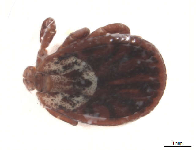 Image of Marsh tick