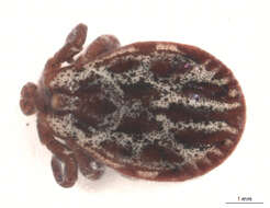 Image of Marsh tick