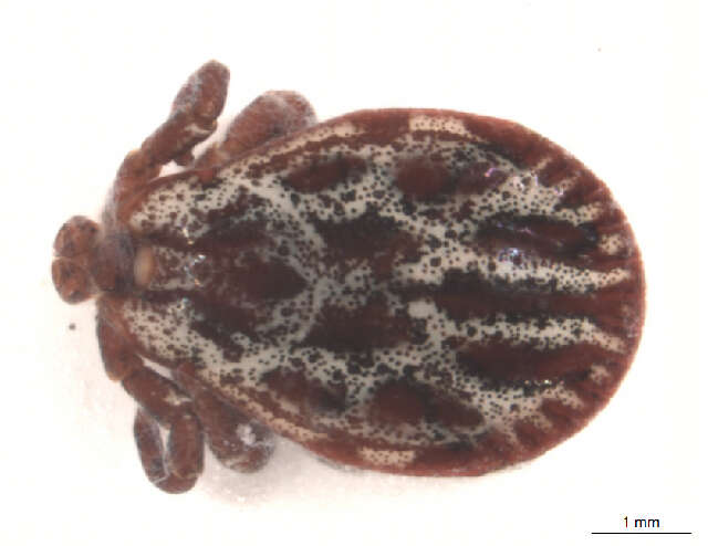 Image of Marsh tick