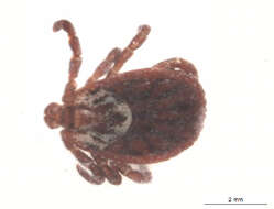 Image of Marsh tick