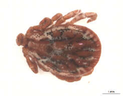 Image of Marsh tick