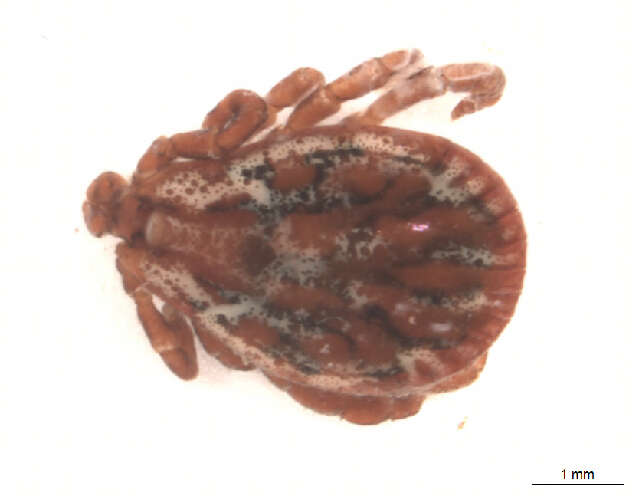 Image of Marsh tick