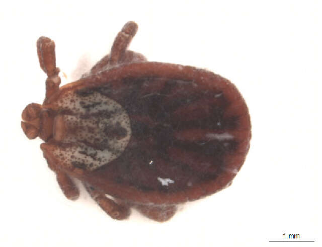 Image of Marsh tick