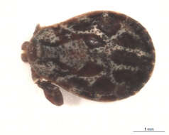 Image of Dermacentor marginatus (Sulzer 1776)