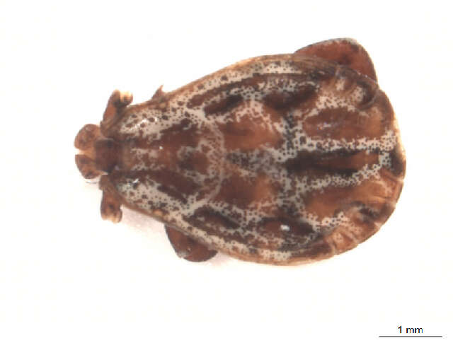 Image of Marsh tick