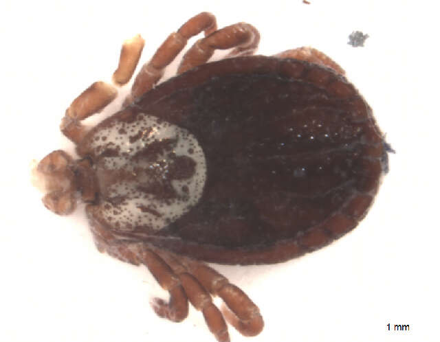 Image of Marsh tick