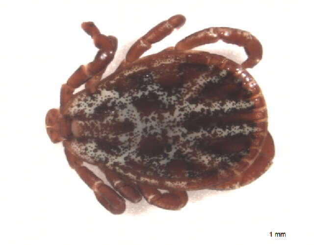 Image of Marsh tick