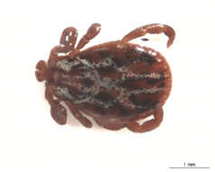 Image of Marsh tick