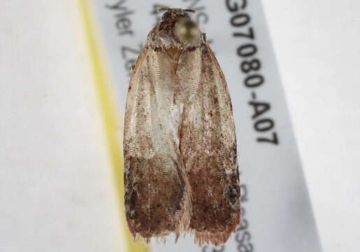 Imagem de <i>Agonopterix walsinghamella</i>