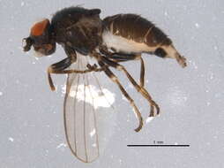 Image of Leucopis