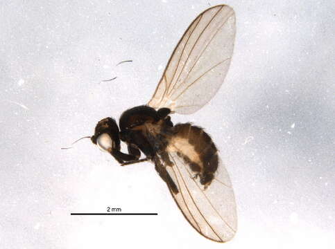 Cerodontha flavocingulata (Strobl 1909) resmi