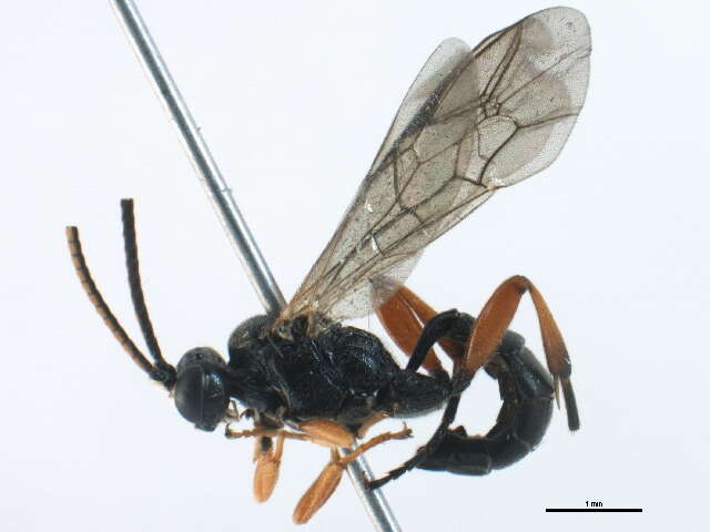 Image of Cratichneumon culex (Muller 1776)