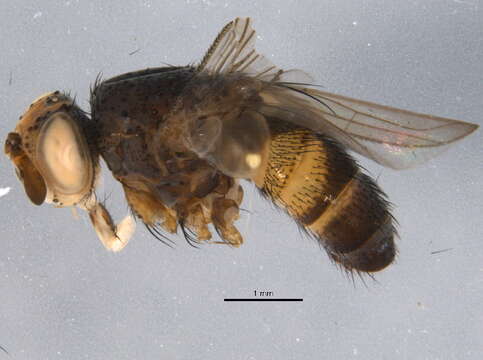 Image of <i>Ceranthia abdominalis</i>