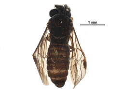 Image of Sterictiphorinae