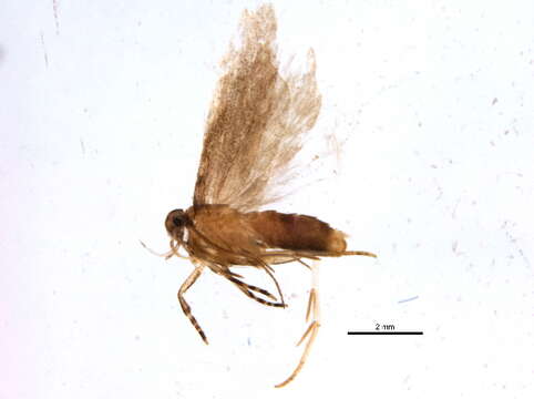 Image of <i>Pseudotelphusa quercinigracella</i>