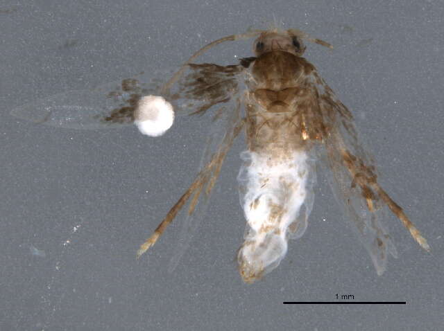 Image of Stigmella prunifoliella (Clemens 1861) Newton et al. 1982