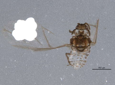 Image of Pine aphid