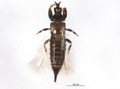 Image of Hoplothrips