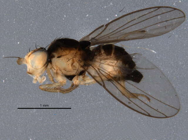 Image of Phytoliriomyza pulchella Spencer 1986