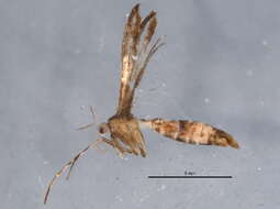 Image of Geina tenuidactylus (Fitch 1854)
