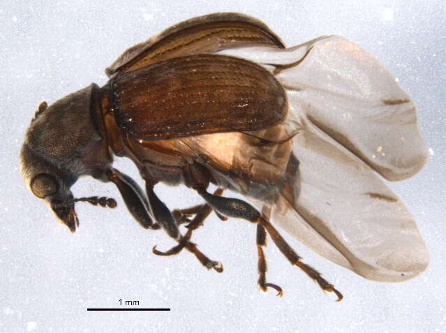 Image of Eusphyrus