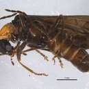 Image of <i>Rhagonycha sylvatica</i>