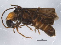 Image de <i>Rhagonycha sylvatica</i>