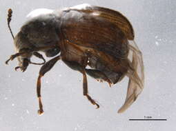 Image of Eusphyrus