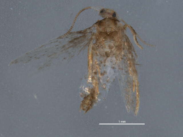 صورة Ectoedemia rubifoliella (Clemens 1860) Wilkinson et al. 1979