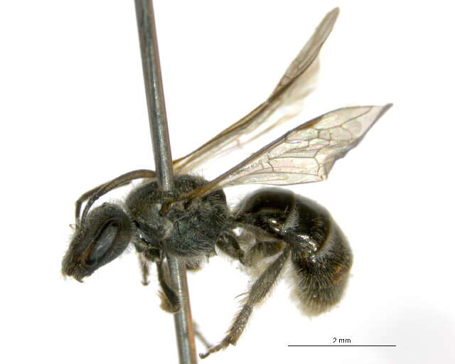 Plancia ëd Lasioglossum hemimelas (Cockerell 1901)