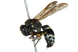 Image of Catskill Potter Wasp