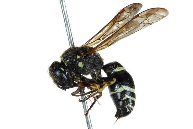 Image of Catskill Potter Wasp