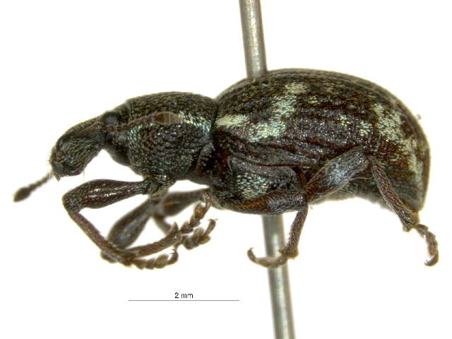 Image of Hormorus undulatus (Uhler 1856)