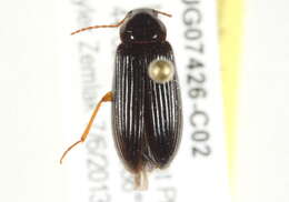 Image of Mycetochara bicolor (Couper 1865)