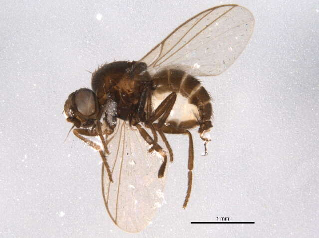 Image of flies
