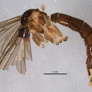 Image of Drepanocercus