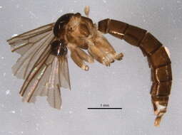 Image of Drepanocercus