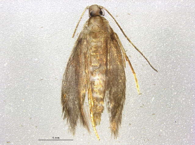 Image of trumpet leafminer moths