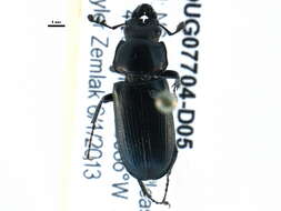 Sivun Platycerus quercus (Weber 1801) kuva