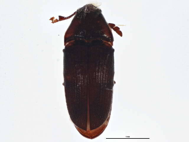 Image of <i>Trixagus meybohmi</i>